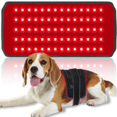 AIWOXING red light therapy belt on a dog, front view, supports joint comfort.