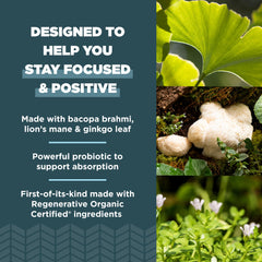 Ancient Nutrition Ginkgo leaf Lion's Mane ingredients – natural cognitive support profile