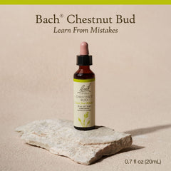 Bach Original Chestnut Bud label front shows the flower remedy design for clarity.