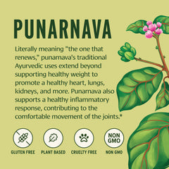 Banyan Botanicals Punarnava powder tea steeping suggests a soothing daily ritual.