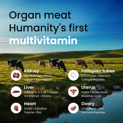Bloomeo Beef Organ Ovary Capsules target cycle health support and overall vitality.