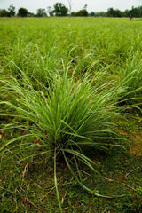 doTERRA Lemongrass in diffuser illustrating inviting aroma for spaces