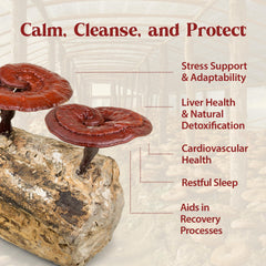 Dragon Herbs Duanwood Reishi Drops bottle with mountain forest backdrop.