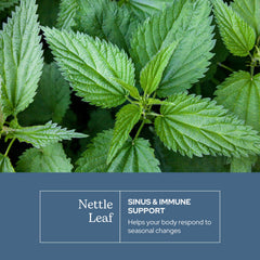 ECLECTIC INSTITUTE Eclectic Herb Oregon wildcrafted nettle plants illustrate sustainable harvesting.