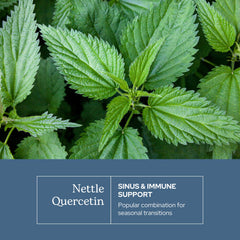 ECLECTIC INSTITUTE Nettle Quercetin freeze-dried nettle preserves minerals for natural vitality.