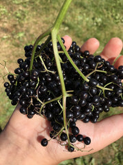 Fat Stone Farm elderberry juice glass ready to enjoy a tart beverage.