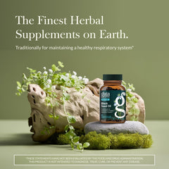 Gaia Herbs Black Seed Oil capsules arranged for easy daily use and antioxidant support.
