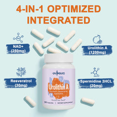 Gyumolics urolithin-a capsules close-up shows potent daily support.