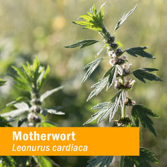 Herb Pharm Motherwort organic leaf and flowering tops close-up