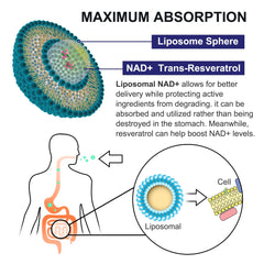 Graphic indicates inGreens liposomal encapsulation improving absorption.