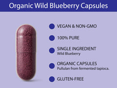 KOYAH Canadian wild blueberries harvest field background