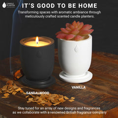 Matani concrete candle planter with a small succulent demonstrates dual-use design