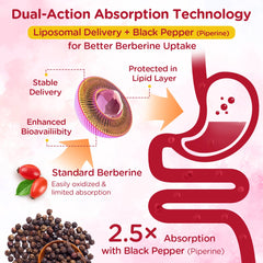 Myrtaverde Probiotic duo with Berberine for gut–glucose synergy