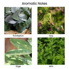 Natur IX aroma of eucalyptus, pine, sage and mint supports clarity.