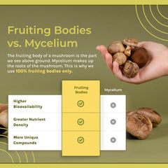 Naturealm Lion’s Mane powder stirred into coffee for natural focus during tasks