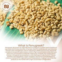 Nootropics Depot fenugreek capsules in hand suggest convenient mood and energy support.