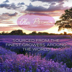 Ola Prima Tea Tree Oil pictured for soap making and craft blends