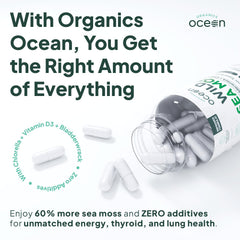 Organics Ocean sea moss capsules on kitchen counter for daily routine