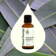 Plant Therapy Eucalyptus Globulus diffuser aroma profile suitable for focused rooms.