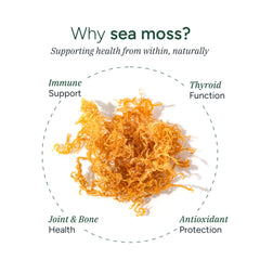 ROOT LABS Sea Moss Gummies individually wrapped for travel