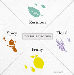 Scentful lemon rosemary oils provide bright notes to support scent training routines.