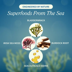 Snap Supplements bladderwrack leaf close-up highlighting herbal texture