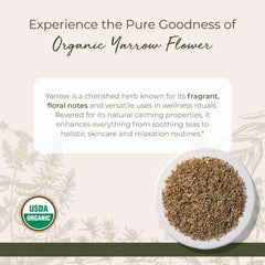 Starwest Botanicals Yarrow flowers cut and sifted for versatile tea and tinctures.
