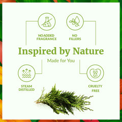 SVA Cypress Oil used for hair and scalp massage when diluted.