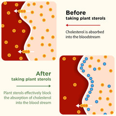 Talyvoriathor plant sterols 800mg support cholesterol management with plant-based action.