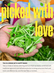 TeeLux green tea bags cup brew shows a smooth, refreshing morning ritual.