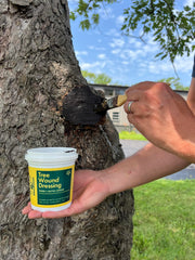 Treekote pruning cuts protection shows moisture control barrier.