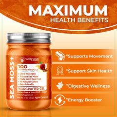 Wellness LabsRx sea moss gel mineral-rich close-up showing texture and nutrients.
