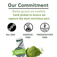 Close-up of Yamakan barley grass powder ready to mix