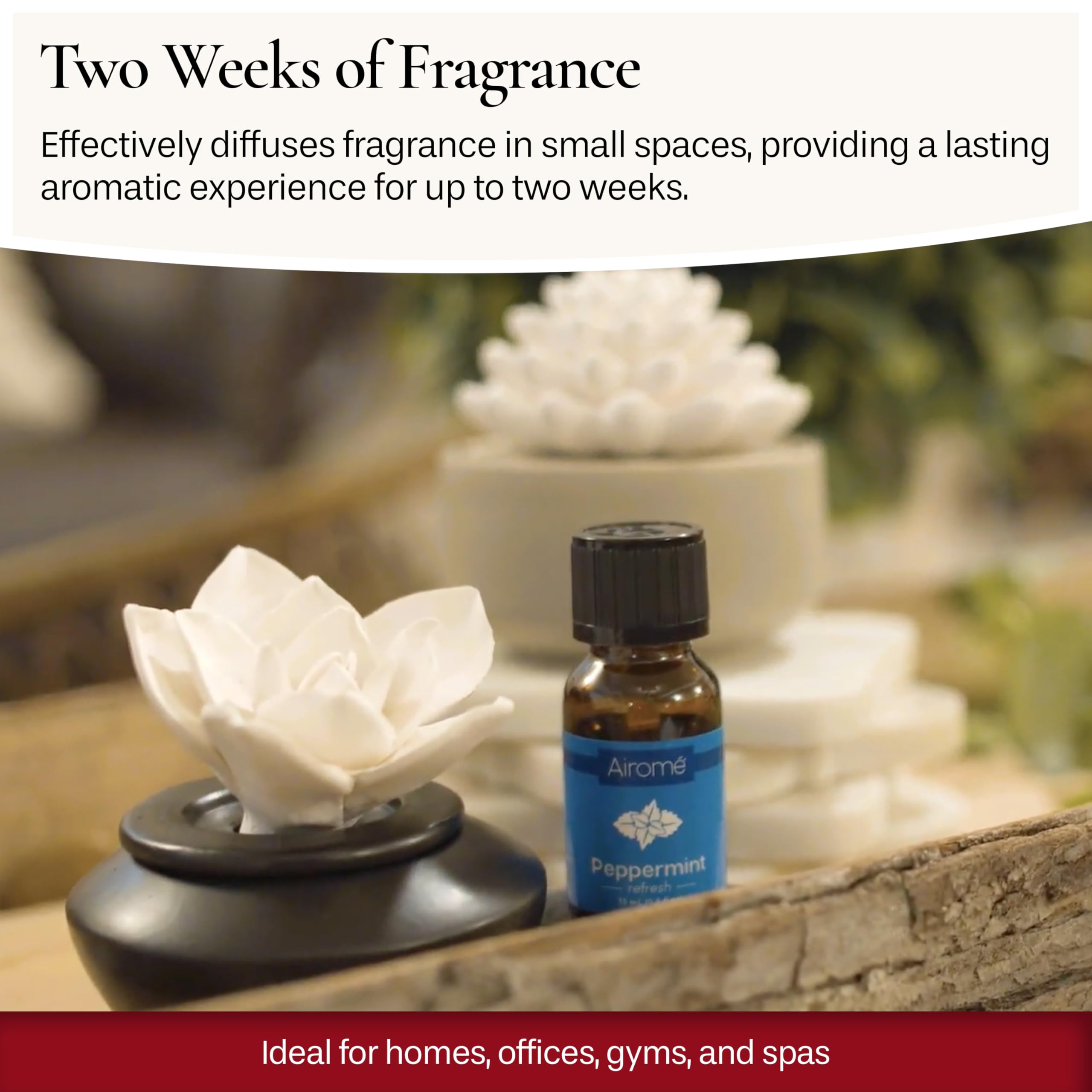 Airomé White Succulent diffuser with 15ml oil bottle ready to start aromatherapy.