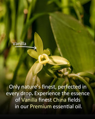 Airoomoil Vanilla oil dropper for precise, safe application