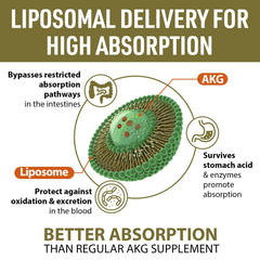AJAXERRUE liposomal absorption graphic illustrating enhanced bioavailability.