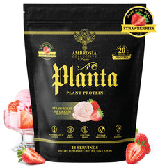 Ambrosia Planta scoop of protein powder showing smooth mixability and rich texture.