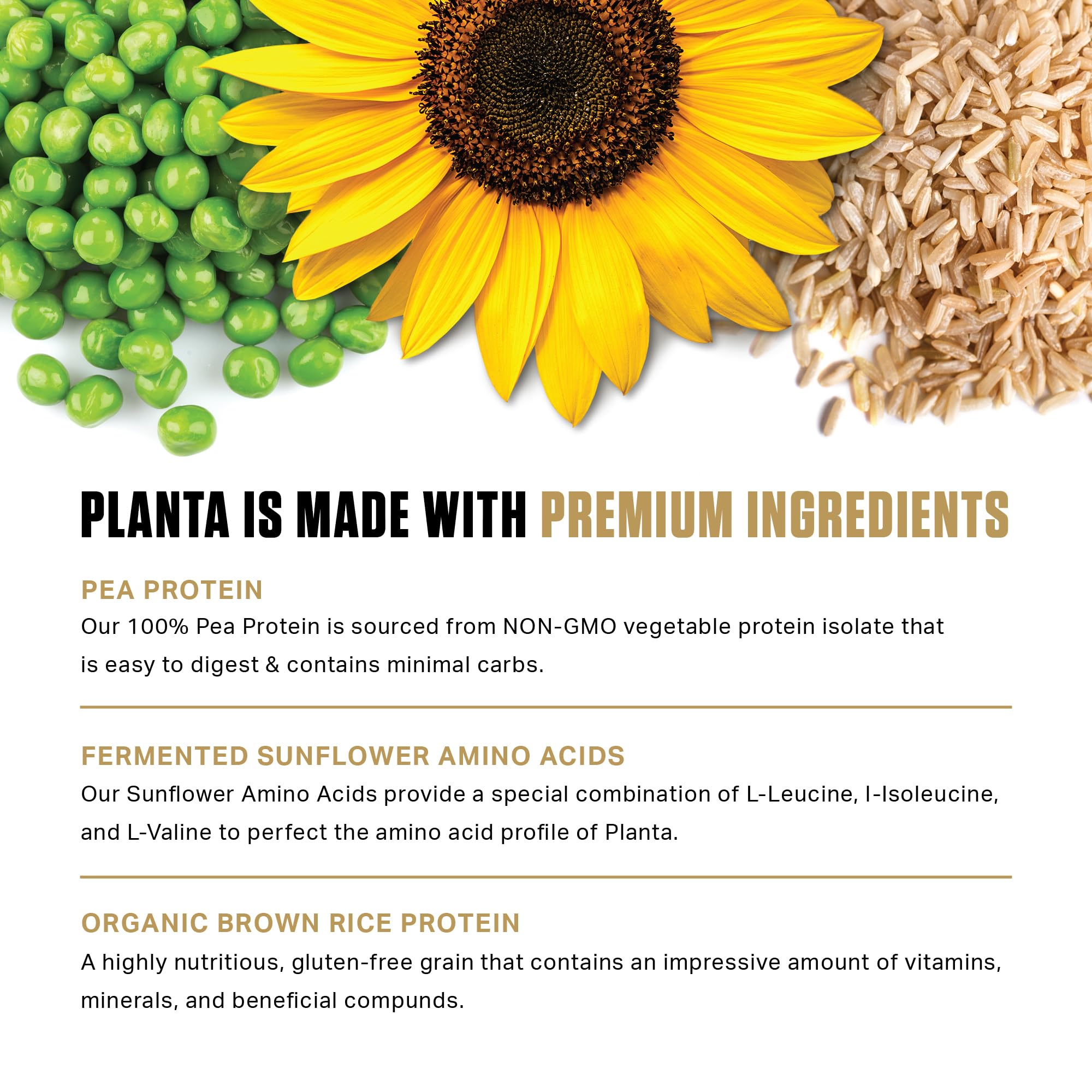 Ambrosia Planta shake preparation, showcasing versatile serving options.