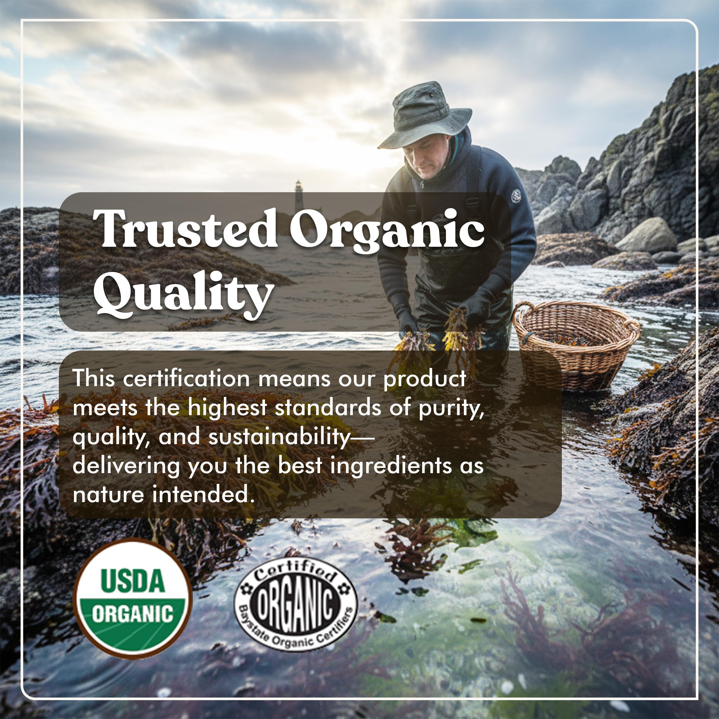 American Standard Supplements Sea Moss label close-up highlighting organic ingredients.