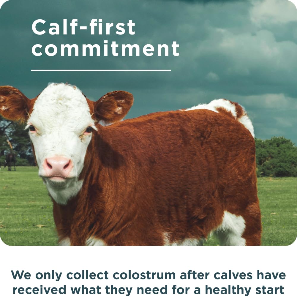 Ancient Nutrition Colostrum Superfood Powder mix blended into a smoothie for digestion support.