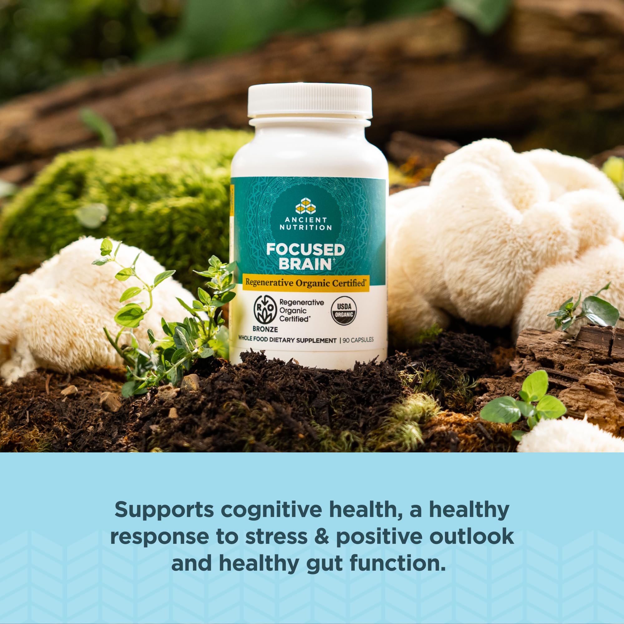 Ancient Nutrition focused brain capsules inside bottle – convenient daily brain support