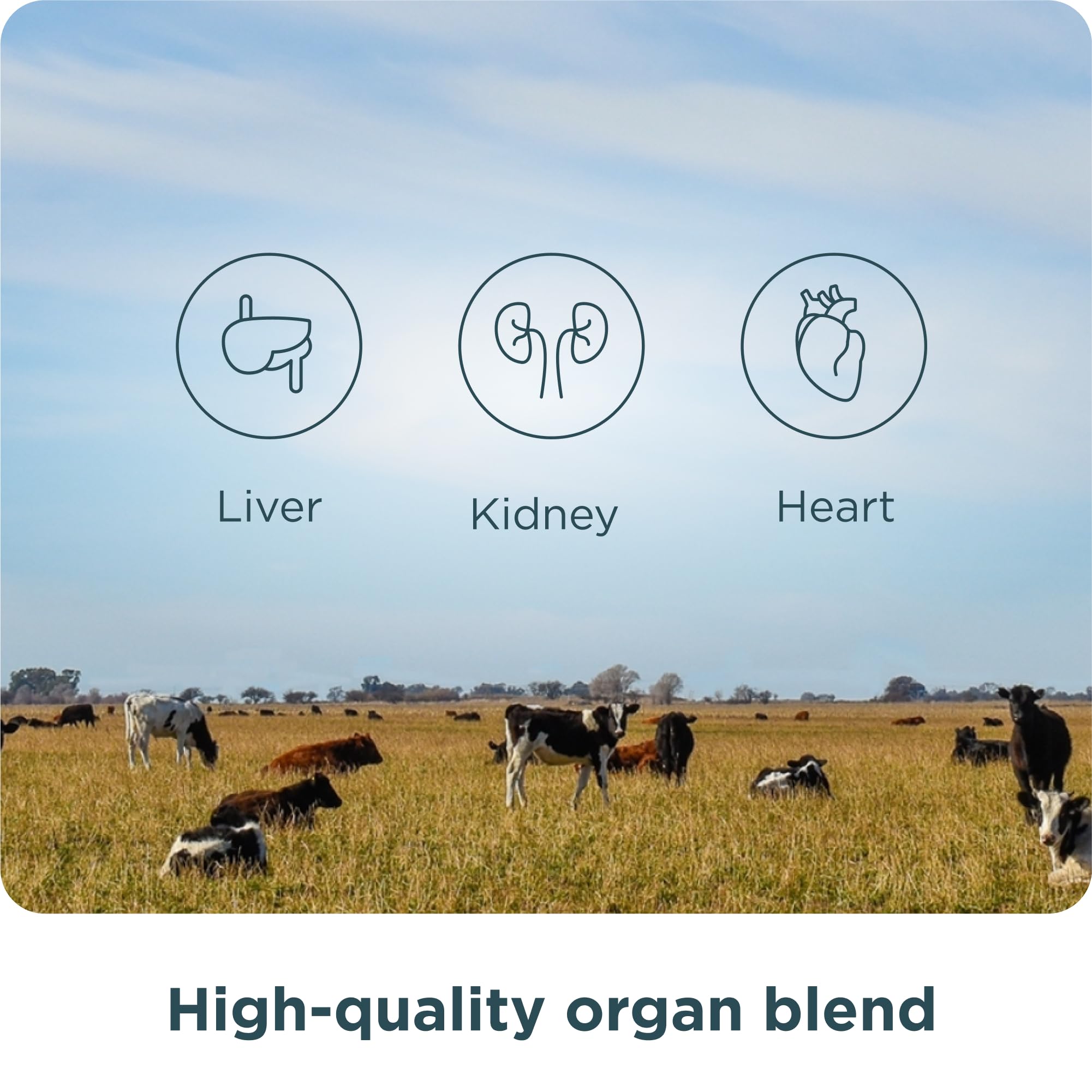 Ancient Nutrition Organ Supplements vitamins and minerals visual communicating balanced nutrition