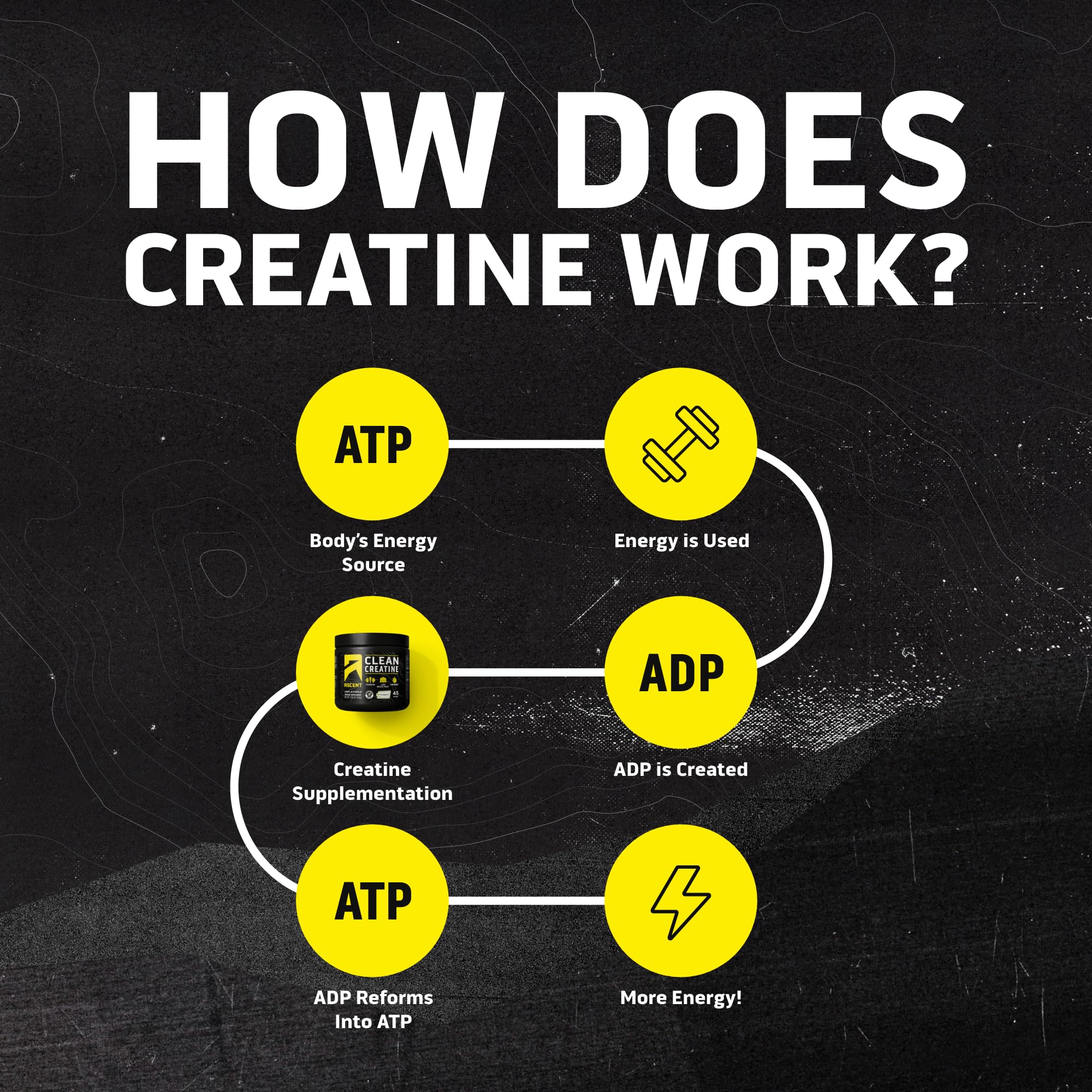 Ascent Clean Creatine Monohydrate label shows Creapure purity and certifications.