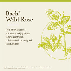Wild Rose essence supports emotional balance and renewed interest