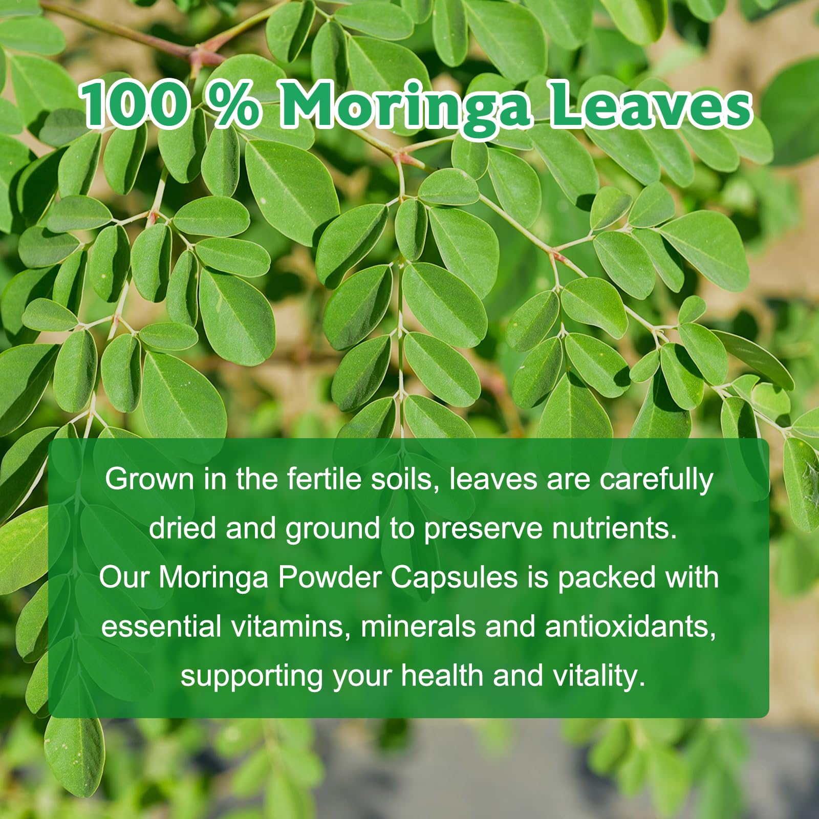 Balincer Moringa antioxidant boost highlights natural nutrients