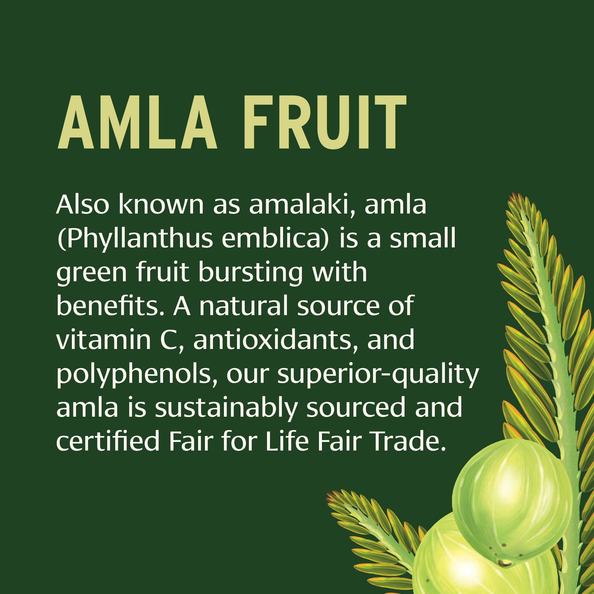 Close-up of amla fruit powder used in Banyan Botanicals tablets for natural antioxidants.