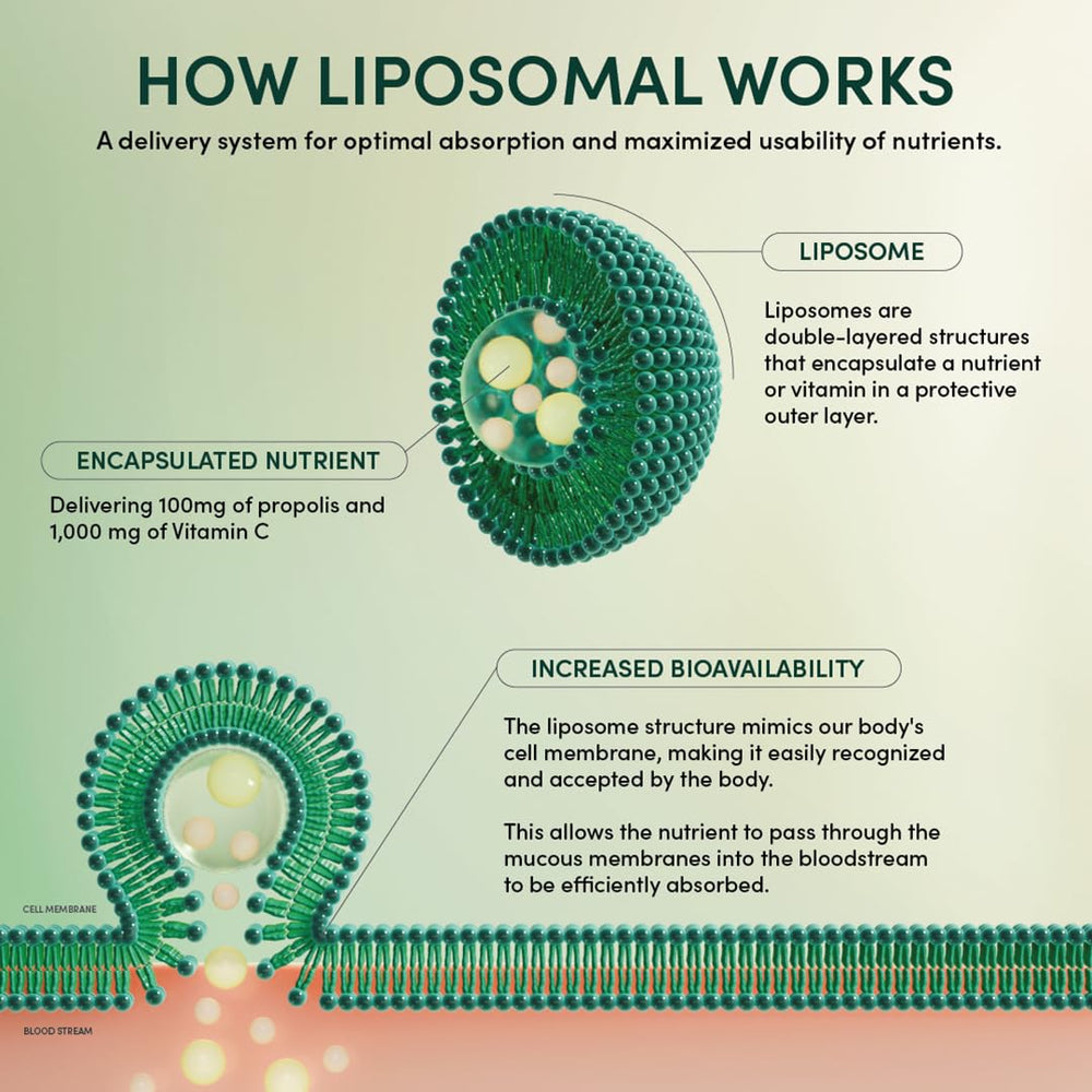 Liposomal delivery illustration for Beekeeper's Naturals Brain Health features