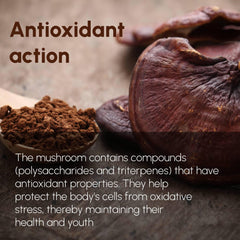 Beleon Reishi powder stirred into tea creates a comforting ritual