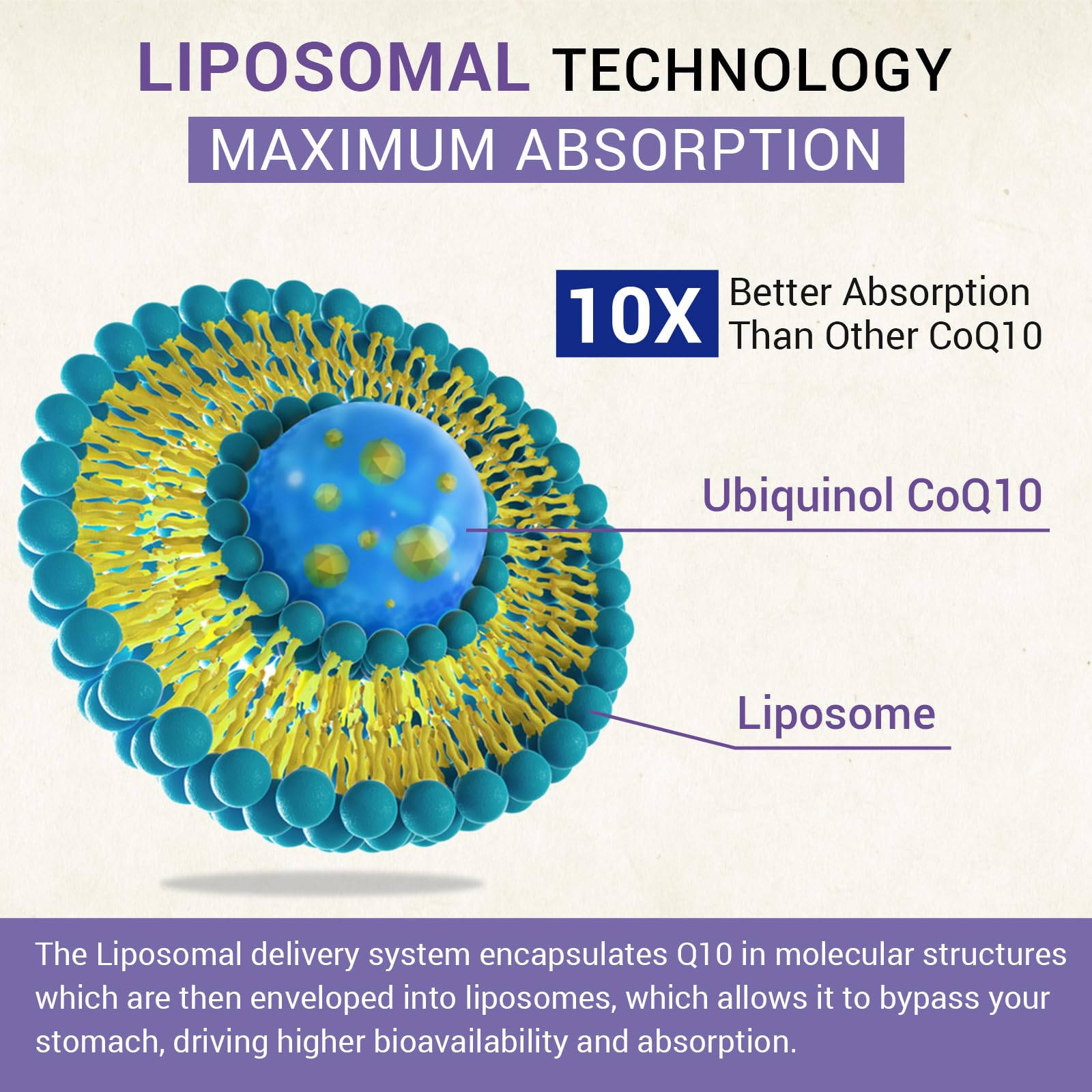 Besibest maximum bioavailability graphic emphasizes liposomal protection.