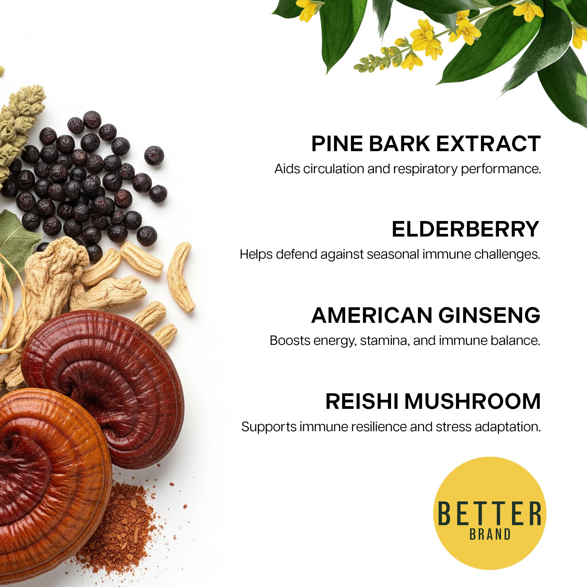 BetterLungs immune support concept with elderberry and reishi.